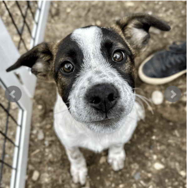 Churro, a brown and white lab mix, 4 months old available for adoption at ARF Hamptons. HEre he is sitting, looking up at the camera